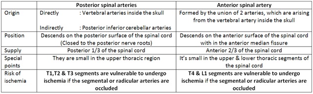 Arterial supply : Supplied by 3 small arteries + feeder arteries